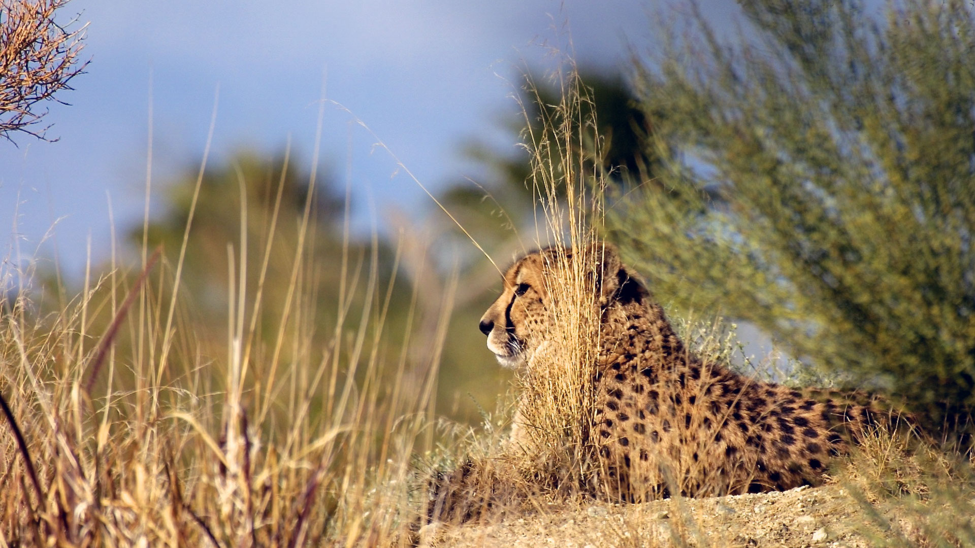 Leopard Reposed Blurred